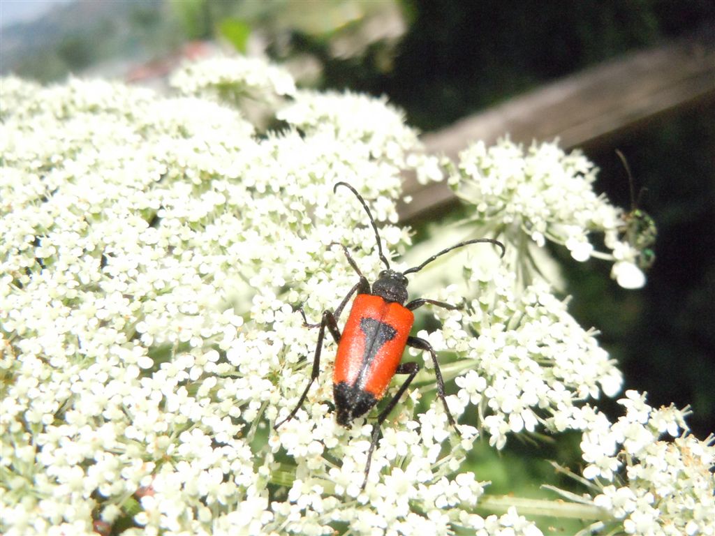 Stictoleptura cordigera accoppiamento